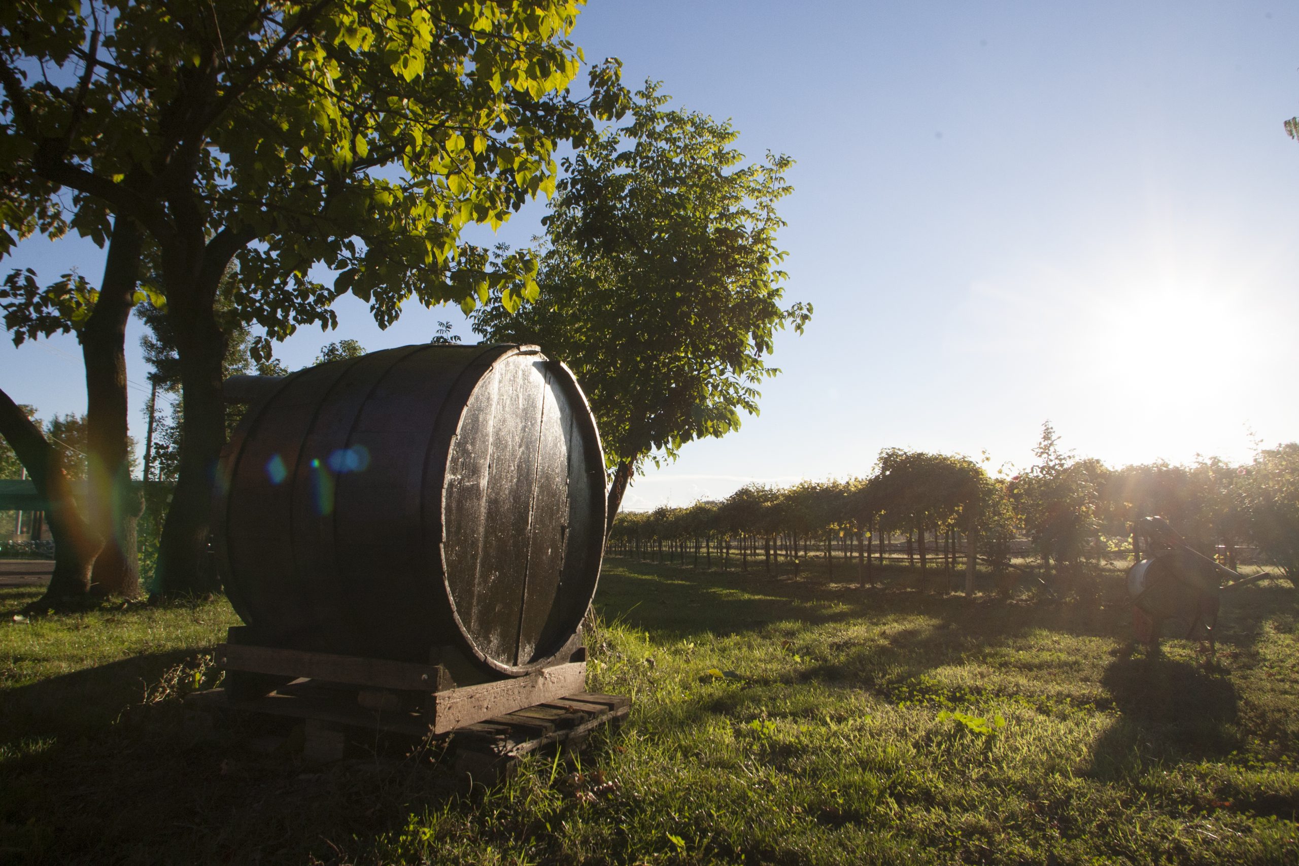 Il Consorzio investe: al via il ciclo sull’Aceto Balsamico Tradizionale di Modena D.O.P. presso IAL Serramazzoni